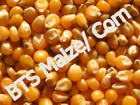 Maize or Corn